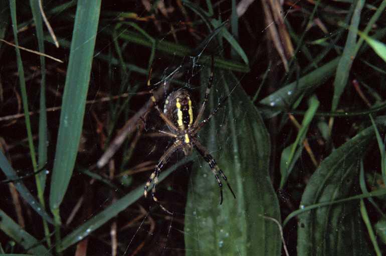 Argiope_bruennichi_P1101_Z_85_Les Gris_Frankrijk.jpg